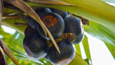 4 Penyakit yang Bisa Diatasi dengan Buah Siwalan, Apa Saja?