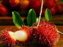 5 Keunggulan Buah Rambutan untuk Kesehatan,Ramah Diabetes meski Rasanya Manis