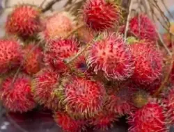 Simak! 5 Manfaat Buah Rambutan Bagi Kesehatan Tubuh