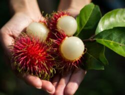 Apa Kandungan dan Manfaat Buah Rambutan? Ini Ulasannya…