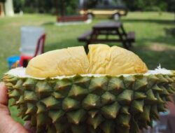 Efek Kebanyakan Makan Durian