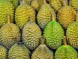 7 Ciri Durian yang Bagus, Matang, Manis dan Berdaging Tebal