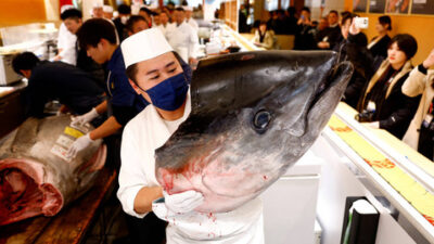 Foto: Ikan Tuna Sirip Biru Seberat 276 Kg di Jepang Laku Terjual Rp 21 Miliar