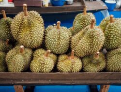 Enggak Cuma Musang King, 7 Jenis Durian Ini Wajib Dicoba Pecinta Durian