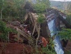 Kawanan Gajah Liar Hancurkan Belasan Rumah di Lampung Saat Digiring ke Hutan