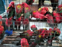 Penyelundupan 50 Ekor Burung Kasturi Ternate Digagalkan Karantina Sulawesi Utara