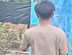 Kronologi Harimau Masuk ke Camp Pekerja di Riau, Lupa Tutup Pintu