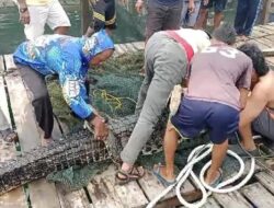 Pulau Penangkaran Buaya di Batam Jebol, Nelayan Minta Perusahaan Terbuka Jumlah yang Lepas