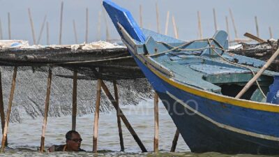 TNI AL Dapat Instruksi dari Prabowo untuk Bongkar Pagar Laut di Tangerang