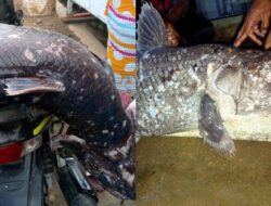 GORONTALO TERPOPULER: Kronologi Penemuan Ikan Purba Coelacanth hingga Kecelakaan 2 Mobil