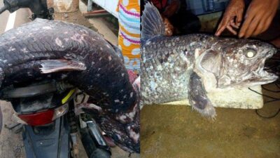 GORONTALO TERPOPULER: Kronologi Penemuan Ikan Purba Coelacanth hingga Kecelakaan 2 Mobil