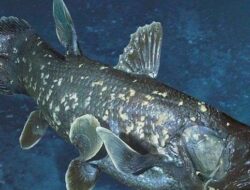 Apa Itu Ikan Coelacanth? Spesies Ditemukan Nelayan di Gorontalo Utara