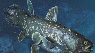 Apa Itu Ikan Coelacanth? Spesies Ditemukan Nelayan di Gorontalo Utara