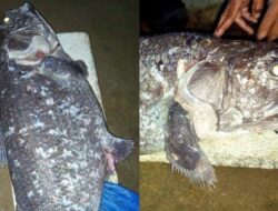 Rumah Oskar Kaluku Penemu Ikan Purba Coelacanth di Gorontalo Utara Ramai Dikunjungi,Ada TNI AL