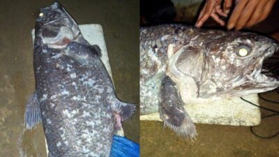 Rumah Oskar Kaluku Penemu Ikan Purba Coelacanth di Gorontalo Utara Ramai Dikunjungi,Ada TNI AL