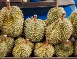 5 Cara Membedakan Durian Tua dan Muda