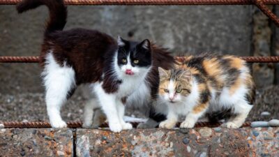 Perbedaan Kucing Liar dan Kucing Jalanan, Bisakah Dipelihara?