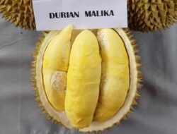 Kapan Anak-anak Mulai Boleh Mengonsumsi Durian?