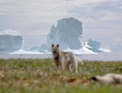 Mengenal Pulau Greenland yang Diincar Donald Trump Jadi Bagian Amerika Serikat