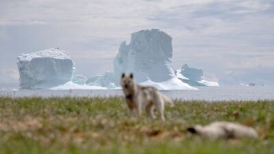 Mengenal Pulau Greenland yang Diincar Donald Trump Jadi Bagian Amerika Serikat