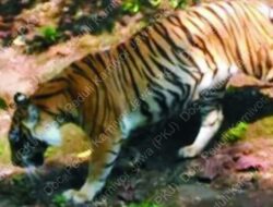 Menurut Saksi, Ukuran Harimau Jawa Jadi Sebesar Kambing, Mengapa Begitu?