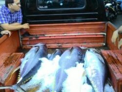 Sosok Pembeli Ikan Tuna di Jepang Seharga Rp 21 Miliar,Beratnya 276 Kg,Tahun 2019 Terjual Rp 34 M