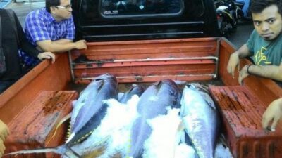 Sosok Pembeli Ikan Tuna di Jepang Seharga Rp 21 Miliar,Beratnya 276 Kg,Tahun 2019 Terjual Rp 34 M