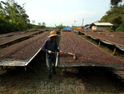 Harga Kopi Arabika Diproyeksi Makin Pahit pada 2025