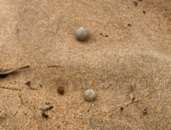 Bola-bola Misterius Seukuran Kelereng Muncul di Australia, 9 Pantai Ditutup