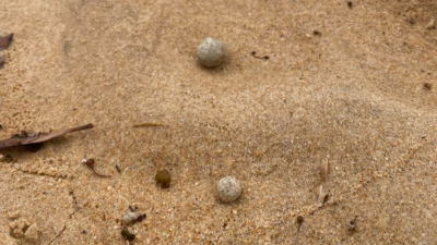 Bola-bola Misterius Seukuran Kelereng Muncul di Australia, 9 Pantai Ditutup