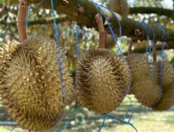 Durian Tak Boleh Dimakan Bersamaan dengan Apa Saja? Ini Daftarnya