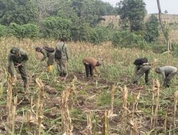 Puluhan Hektar Tanaman Tebu di Blora Dihancurkan, Perhutani Jelaskan Duduk Perkaranya