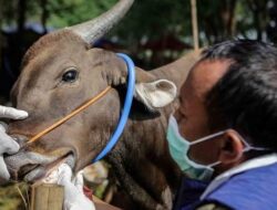 DKP2KH Kepri Menjamin Ketersediaan 7.000 Sapi Kurban Tahun Ini