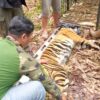 Kronologi Meninggalnya Pekerja Tanaman di Riau Akibat Serangan Harimau Sumatera