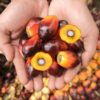 Harga CPO Turun, Petani Kelapa Sawit Mitra Plasma Dihargai Rp3.580 per Kg pada Minggu Ini