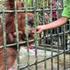 Bayi Orangutan Jantan Dilahirkan di Riau, Menteri Lingkungan Hidup Segera Memberi Nama