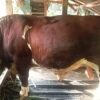 Kabupaten Meranti dan Bengkalis Menerima Bantuan Dua Ekor Sapi Kurban dari Presiden Prabowo