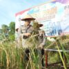1.500 Kg Padi Sanapi Diharvest oleh Polres Inhu