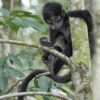 Penyelamatan Lutung Kokah oleh PHR dalam Operasi di Rimba Rokan