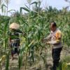 Polisi Mendorong Pemanfaatan Lahan Pekarangan dengan Kunjungi Kebun Jagung Warga di Ukui
