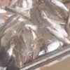 Ribuan Ikan Mati Mengambang di Sungai Singingi, Warga Kampar Kiri Mulai Merasakan Dampaknya