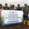 Sambu Group Donates 400,000 Pineapple Seedlings to Farmers