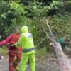 Personil Polres Kampar Bergerak Cepat Evakuasi Pohon Tumbang di Jalan Lintas Petapahan-Bangkinang