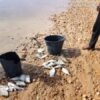 Pabrik Kelapa Sawit PT SIM Diduga Cemari Sungai, Disetop Sementara Setelah Ribuan Ikan Mati