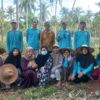 Contoh Sukses Kelompok Tani Madani Sejahtera dalam Produksi Nanas Moris