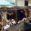 DKPP Batam Bermitra dengan PDHI untuk Memeriksa Kualitas Daging Kurban