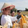 Wali Kota Pekanbaru Turut Serta dalam Panen Raya Jagung Serentak demi Swasembada Pangan Nasional