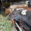 Pengecekan Kesehatan Dilakukan pada 10 Ribu Hewan Qurban di Pekanbaru, Semua Dinyatakan Sehat