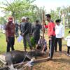 Sapi Kurban dari Bupati dan Wabup Rohil Dihantarkan ke DLH untuk Disembelih
