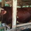 Besok Pagi, Sapi Kurban Berat 950 Kg dari Presiden Prabowo Akan Disembelih di Masjid Raya Annur Pekanbaru